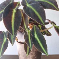 ベゴニア,ベゴニア リスターダ,ベゴニア リスターダ,レックスベゴニア,レックス　ベゴニアの画像