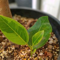 フィカス・アルテシマ,観葉植物,葉挿し,ダイソー,熱帯植物の画像