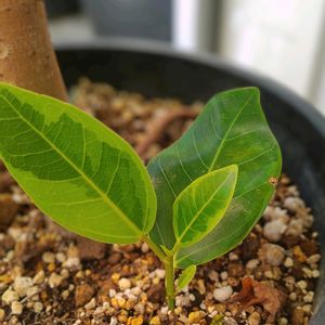 フィカス・アルテシマ,観葉植物,葉挿し,ダイソー,熱帯植物の画像