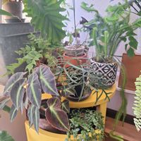 フィロデンドロン・セローム,フィロデンドロン・セローム,ベゴニア,ペペロミア,セロームの画像