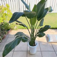 ストレリチア,ストレリチア,ストレリチア オーガスタ,観葉植物,ストレリチア♥︎︎∗︎*ﾟの画像