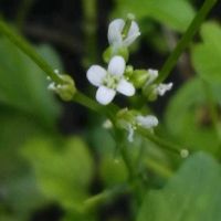 タネツケバナ,お出かけ先の画像