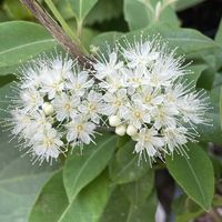 レモンマートル,ミニ薔薇,今年も咲いてくれてありがとうの画像