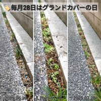 セダム,リンドウ,ドラゴンズブラッド,黄金丸葉万年草,パープルヘイズの画像