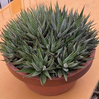 ハオルチア,十二の巻,十二の巻,ネオレゲリア　ペッパー,多肉植物の画像