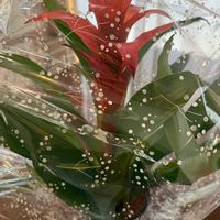 グズマニア,癒し,花のある暮らし,花と緑のある暮らし,か〜わい〜の画像