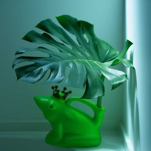 モンステラ,お風呂の画像