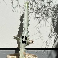 ホワイトゴースト,ラクテア ,ユーフォルビア・ラクテア,ユーフォルビア ラクテア ホワイト ゴースト,Euphorbia lactea 'White Ghost'の画像