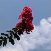 アジサイ,サルスベリ,ヒマワリ,フヨウ,八重咲きペチュニアの画像