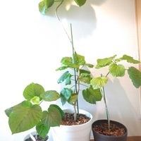 ウンベラータ,観葉植物,リビング窓辺,観葉植物のある暮らし,みどりのまとめNo.45の画像