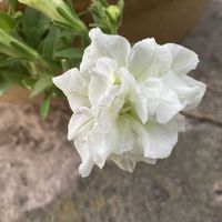 ペチュニア パニエレモン,スーパーべナ アイストゥインクル,虫除けトンボ,手作り雑貨,材料費0円の画像