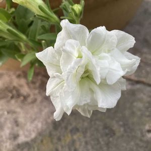 ペチュニア パニエレモン,スーパーべナ アイストゥインクル,虫除けトンボ,手作り雑貨,材料費0円の画像