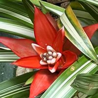 グズマニア,グズマニア マグニフィカ,観葉植物,パイナップル科,縞模様の画像