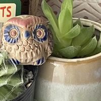 マツバボタン,月下美人,ハオルチア,金晃丸,巻絹の画像