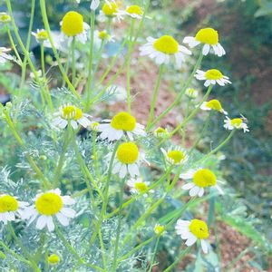 ジャーマンカモミール,初心者,ハーブティー,植物大好き,貸し農園の画像
