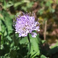 スカビオサ,ガーデニング,ネコ好き,平和を願う☆,チーム愛知の画像