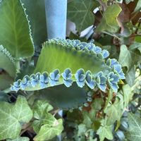 子宝弁慶草,多肉植物,多肉大好き,楽しい時間,お花のある暮らしの画像