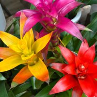 グズマニア,ノゲイトウ/セロシア,ＧＳの花友さんに感謝,花との出会いを咲かせたい,孫娘の夏休みの画像