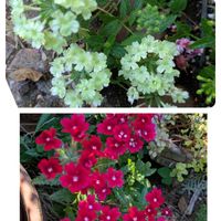 バーベナ,サンビタリア,シクラメン ジックス,お買い得フラワー,さようなら、元気でねの画像