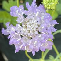 マツムシソウ,ベランダ,庭の画像