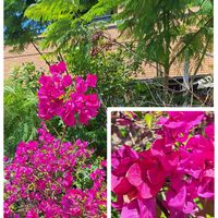 ゼラニウム,ブーゲンビリア,ベビーサンローズ,ベビーサンローズ,ジャカランタの画像