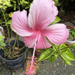 ハイビスカス,ハイビスカス ピンクバタフライ,ハイビスカス ピンクバタフライ,原種ハイビスカス ロバツス,原種ハイビスカス ロバツスの画像