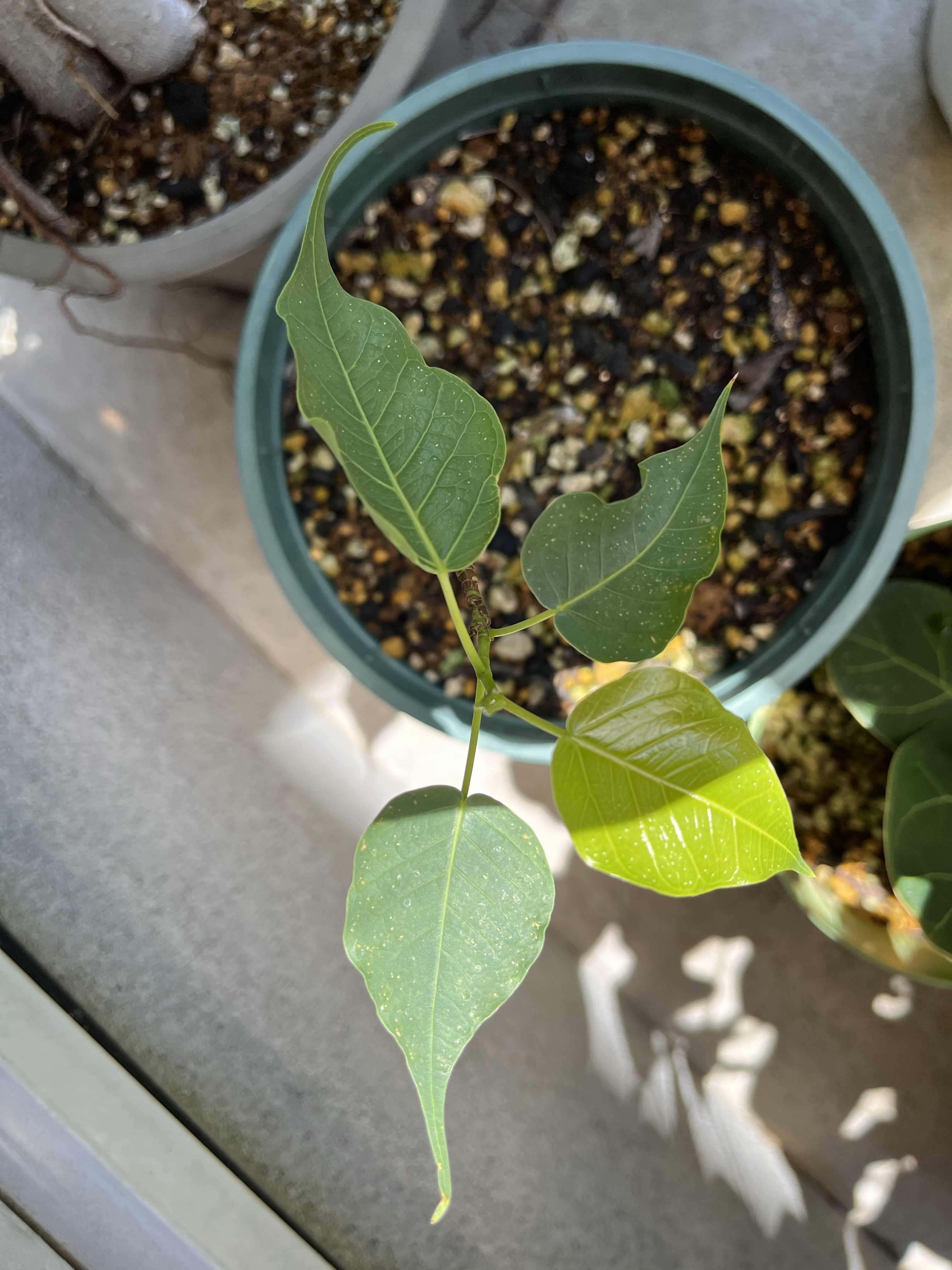 インドボダイジュの育て方｜日当たりや水やりの加減は？｜🍀GreenSnap