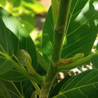 フィカス ベンガレンシス,観葉植物,熱帯植物,フィカス属,botanical lifeの画像
