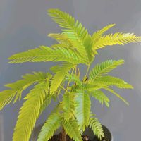 エバーフレッシュ,観葉植物,実生,熱帯植物,botanical lifeの画像