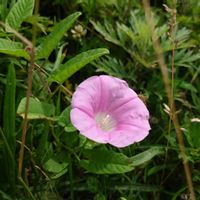 ヒルガオ,ヒルガオ,山野草,野草,自家不和合性の画像