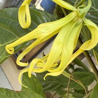 イランイラン,南国の花,芳香する花,庭の画像