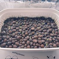 チマサンチュ,種から,野菜 水耕栽培,室内栽培,おおきくなあれの画像