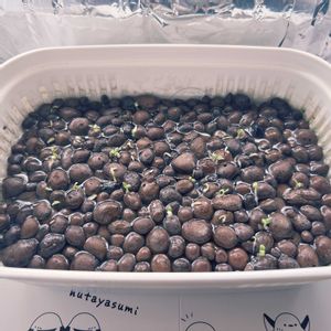 チマサンチュ,種から,野菜 水耕栽培,室内栽培,おおきくなあれの画像