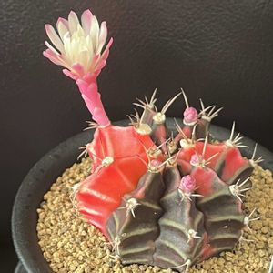 サボテン,開花,ギムノカリキウム属,緑のある暮らし,簡易温室の画像