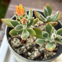 スイレンボク,エケベリア　ハムシー,多肉♡,小さな庭♡,小さな庭の画像
