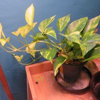 ポトス,観葉植物,新芽,癒し,インテリアグリーンの画像