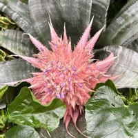 アナナスの画像