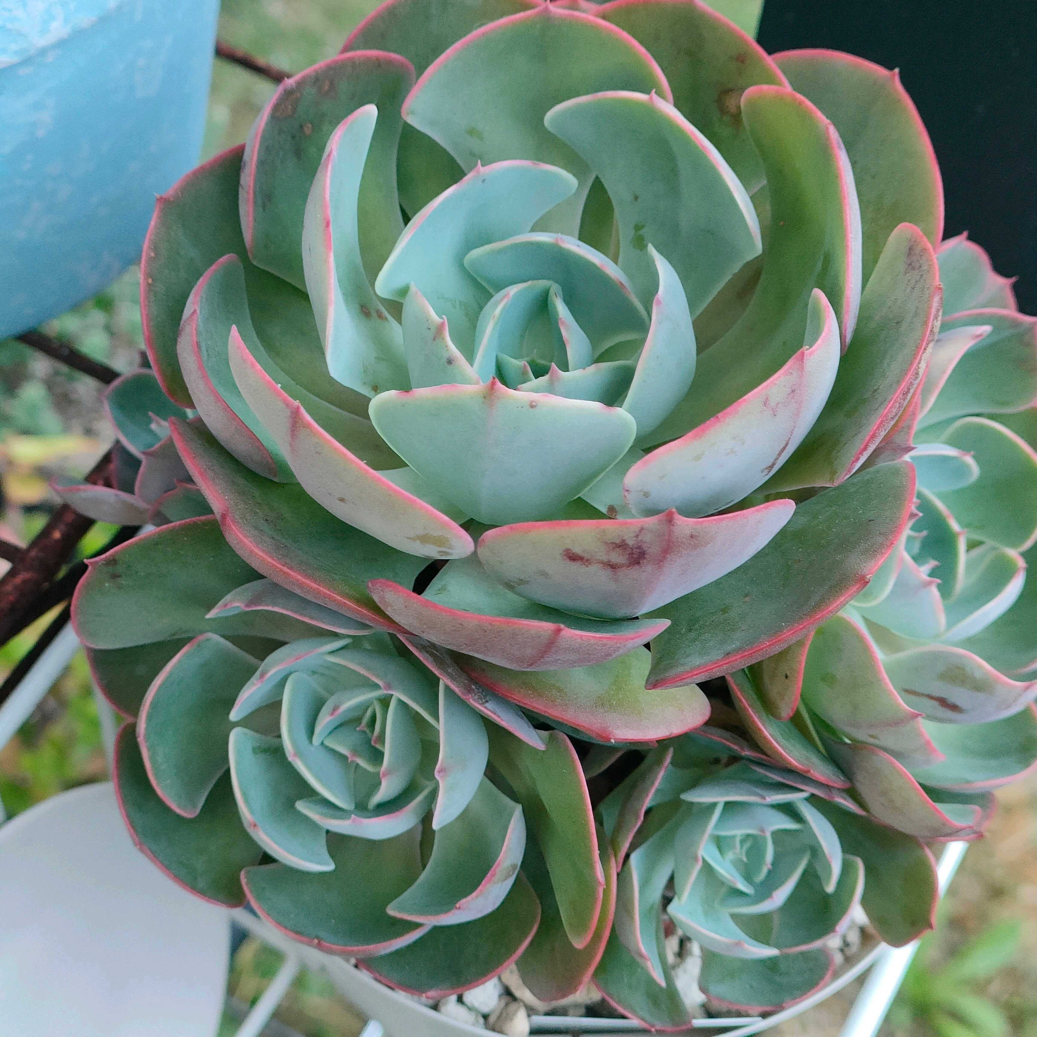 ペルシアの一覧｜🍀GreenSnap（グリーンスナップ）