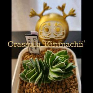 サボテン,キムナッキー,光玉,フリチア 光玉,眠獅子の画像