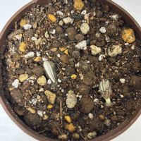 ヒマワリ,デスクの画像