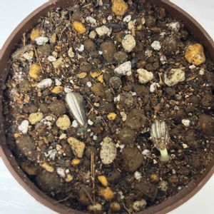 ヒマワリ,デスクの画像