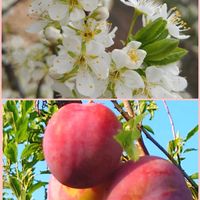 スモモ,すももの花,大人の着せ替え人形,大人の着せ替え人形,花のある暮らしの画像