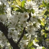 スモモ,学校,今日のお花の画像