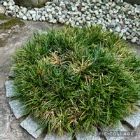 ソテツ,ソテツ,夏の庭,タマリュウ,タマリュウの画像