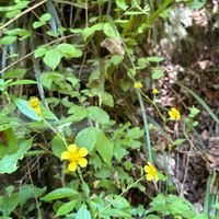 キツネノボタンの画像