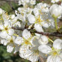 スモモ,バックヤード,白い花,花のある暮らし,今日のお花の画像