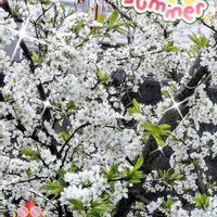 グラジオラス,スモモ,多肉,多肉植物の寄植え,福娘の画像