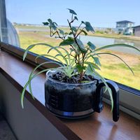 オリヅルラン,アイビー（ヘデラ）,観葉植物,ハイドロボール,青森の画像
