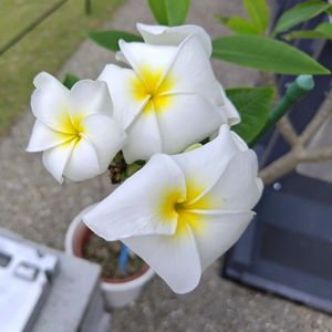 プルメリア,温室,東山植物園の画像