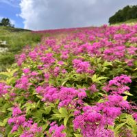コマクサ,ヤナギラン,ヤナギラン,シモツケ ,ササユリの画像
